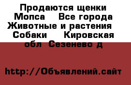 Продаются щенки Мопса. - Все города Животные и растения » Собаки   . Кировская обл.,Сезенево д.